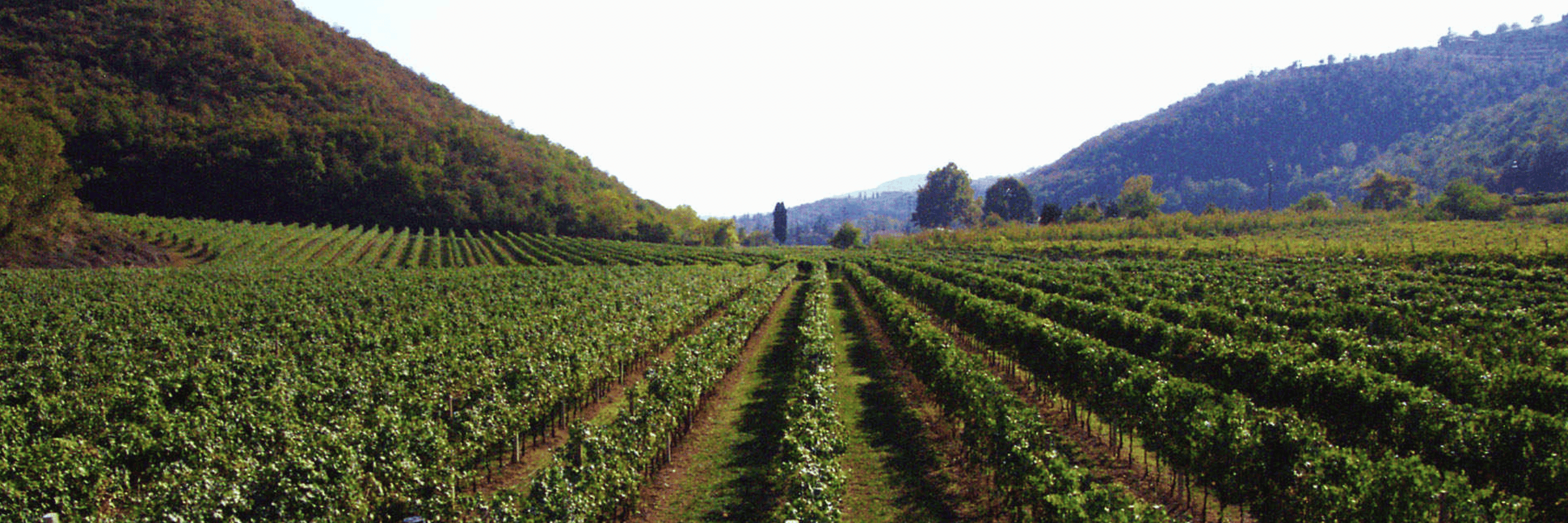 Lunardi by Cantine Riondo